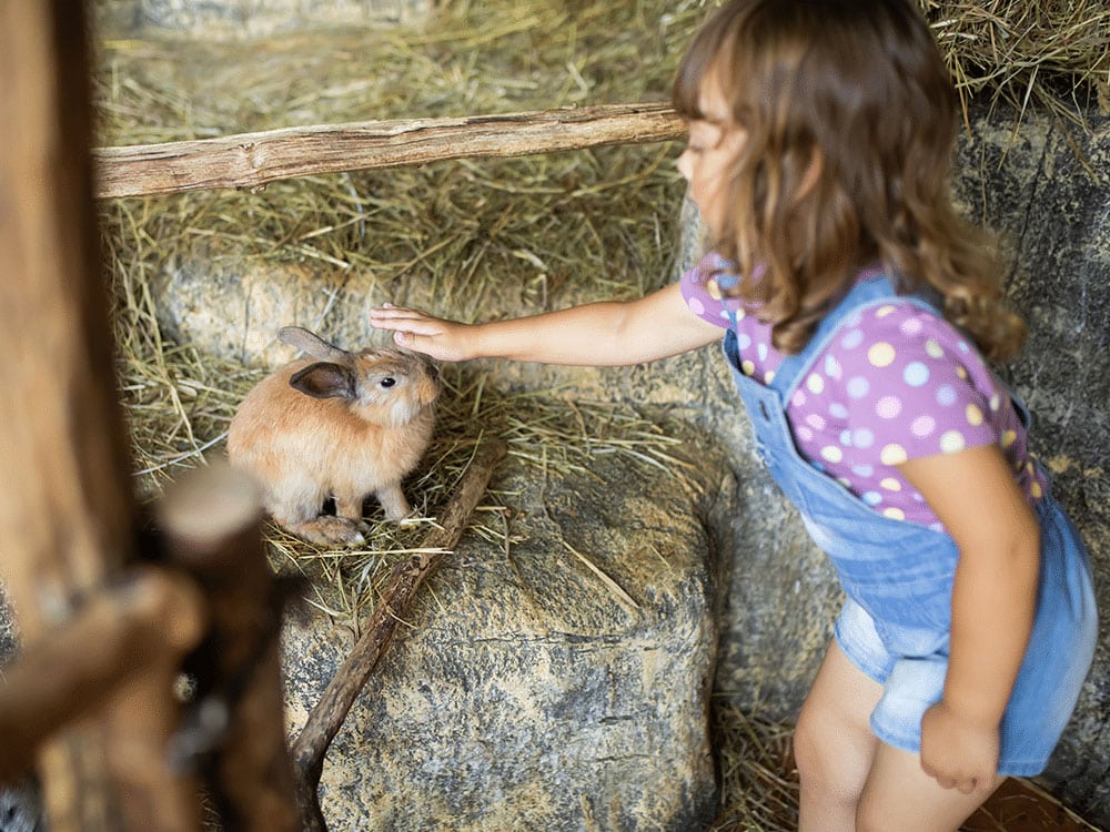 A Petting Zoo That Comes To Your Child