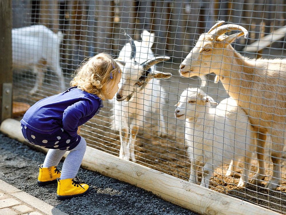 Your-Child-Makes-Furry--Friends-At-The-Petting-Zoo